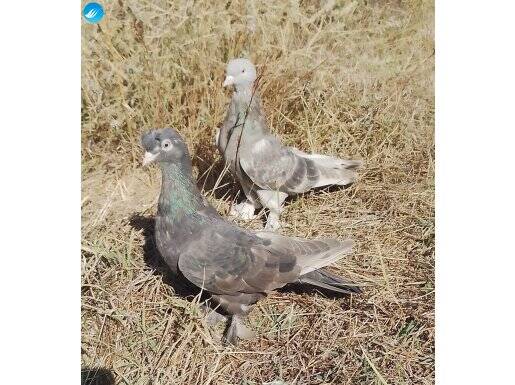 Oyunlu hazır kendi markaların ayağında vardır uygun fiyata 