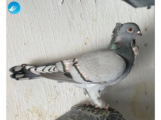 Hazır Takım mavi Çavuşlu Yawru Yumurta garanti 