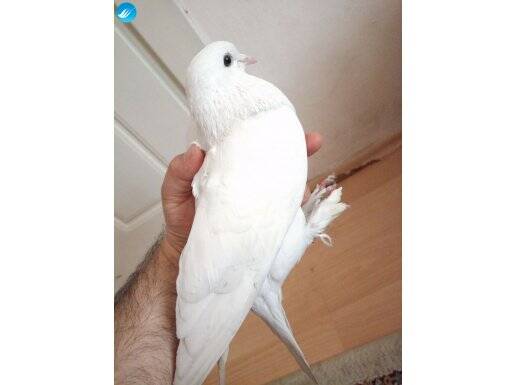 paçalı beyaz güvercin