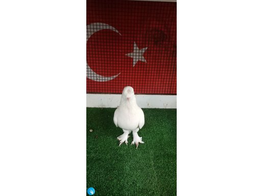 ÖNTEPE ERKEK BEYAZ OYUN KUŞU DUR 